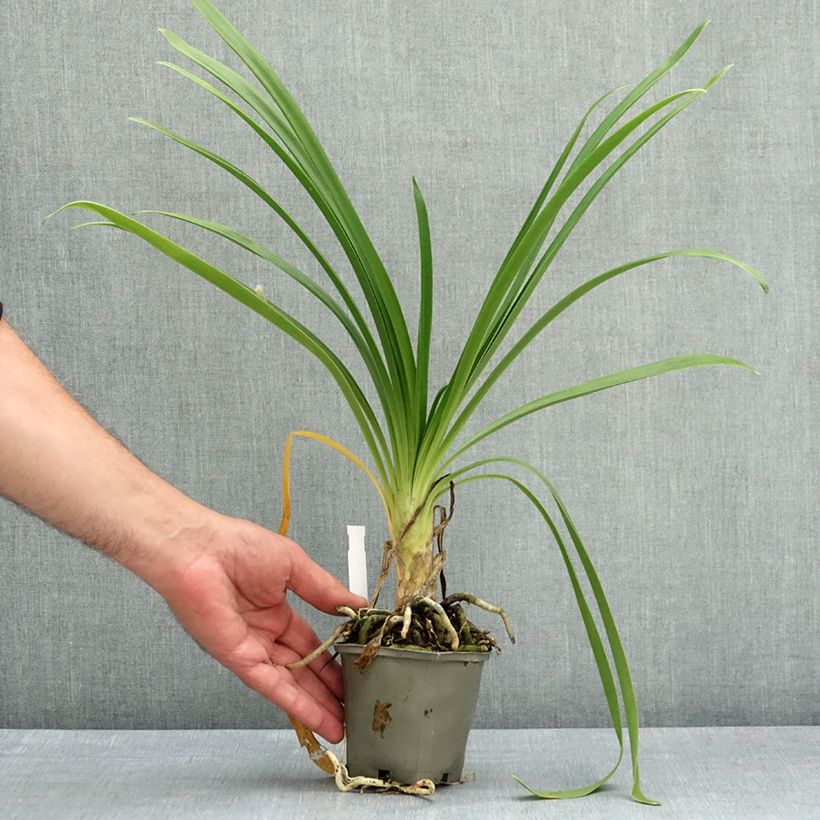 Exemplar von Agapanthus Vallée de l'Authion - Schmucklilie Kleine Töpfe von 8/9 cm wie im Frühjahr geliefert