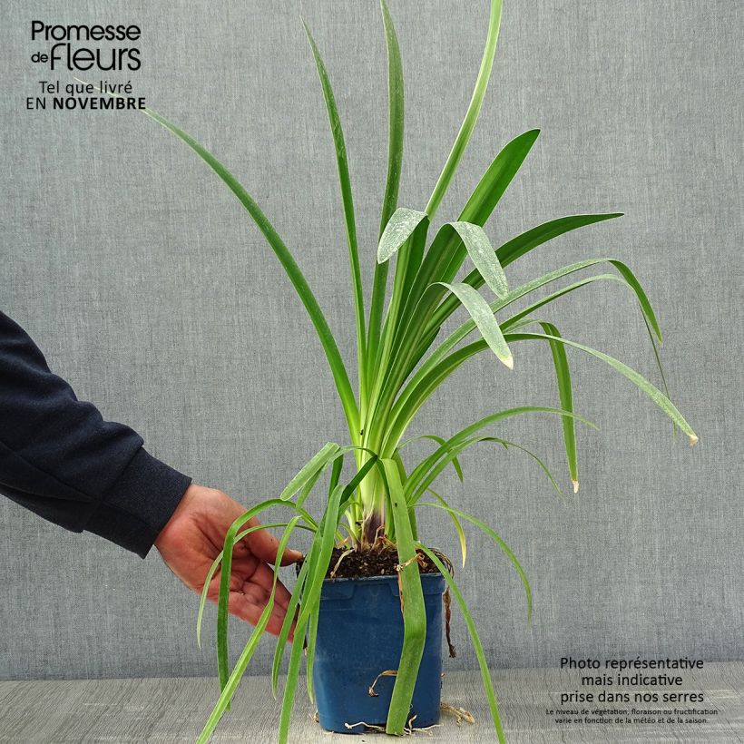Exemplar von Agapanthus Vallée de la Loire - Schmucklilie Topf mit 2L/3L wie im Herbst geliefert