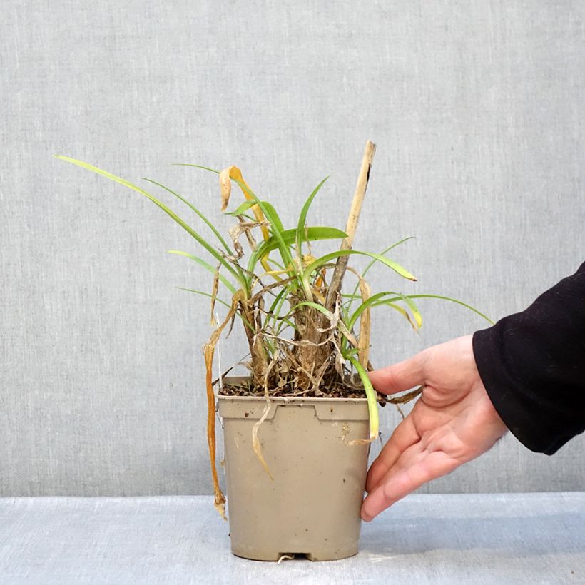 Exemplar von Agapanthus Vallée de la Loire - Schmucklilie Topf mit 2L/3L wie im Winter geliefert
