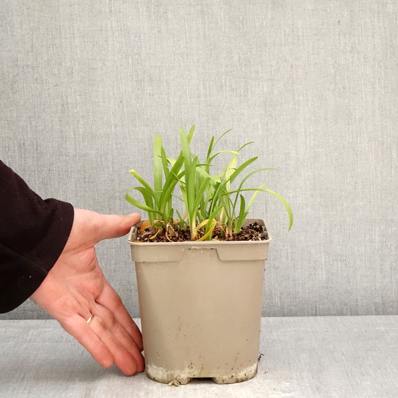 Exemplar von Agapanthus Vallée de la Loire - Schmucklilie Topf mit 2L/3L wie im Frühjahr geliefert
