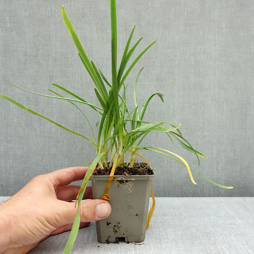Exemplar von Agapanthus White Baby - Schmucklilie Kleine Töpfe von 8/9 cm wie im Herbst geliefert