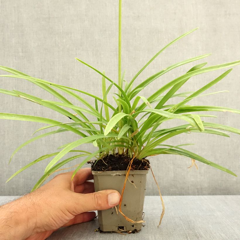 Exemplar von Agapanthus White Baby - Schmucklilie Kleine Töpfe von 8/9 cm wie im Sommer geliefert