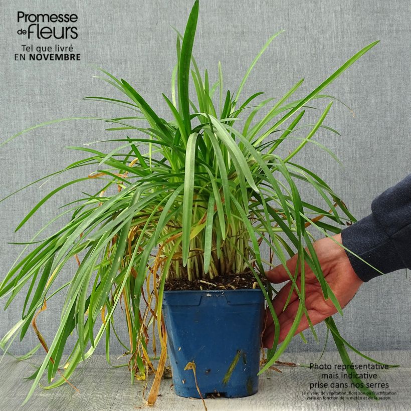 Exemplar von Agapanthus White Baby - Schmucklilie Topf mit 2L/3L wie im Herbst geliefert