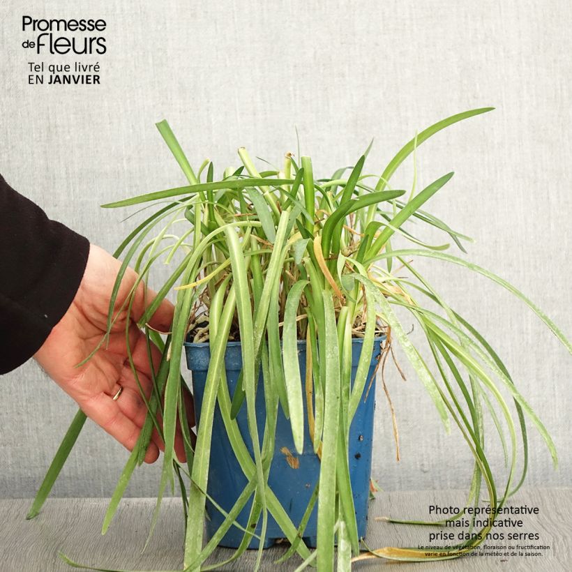 Exemplar von Agapanthus White Baby - Schmucklilie Topf mit 2L/3L wie im Winter geliefert