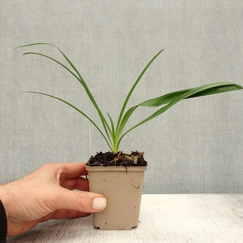 Exemplar von Agapanthus White Heaven - Schmucklilie Kleine Töpfe von 8/9 cm wie im Herbst geliefert