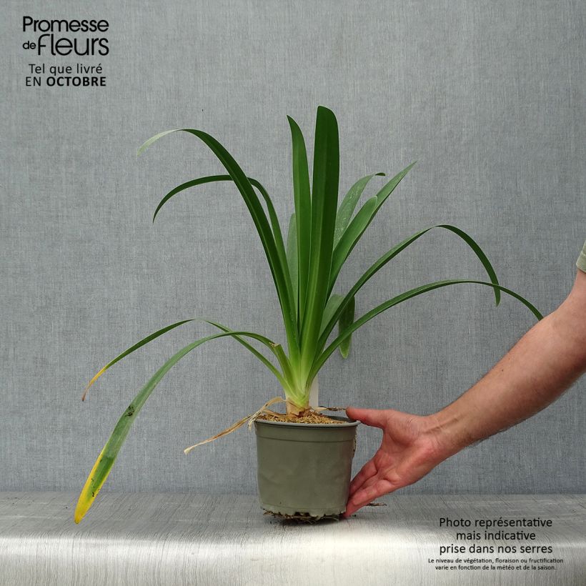 Exemplar von Agapanthus White Heaven - Schmucklilie Topf mit 2L/3L wie im Herbst geliefert