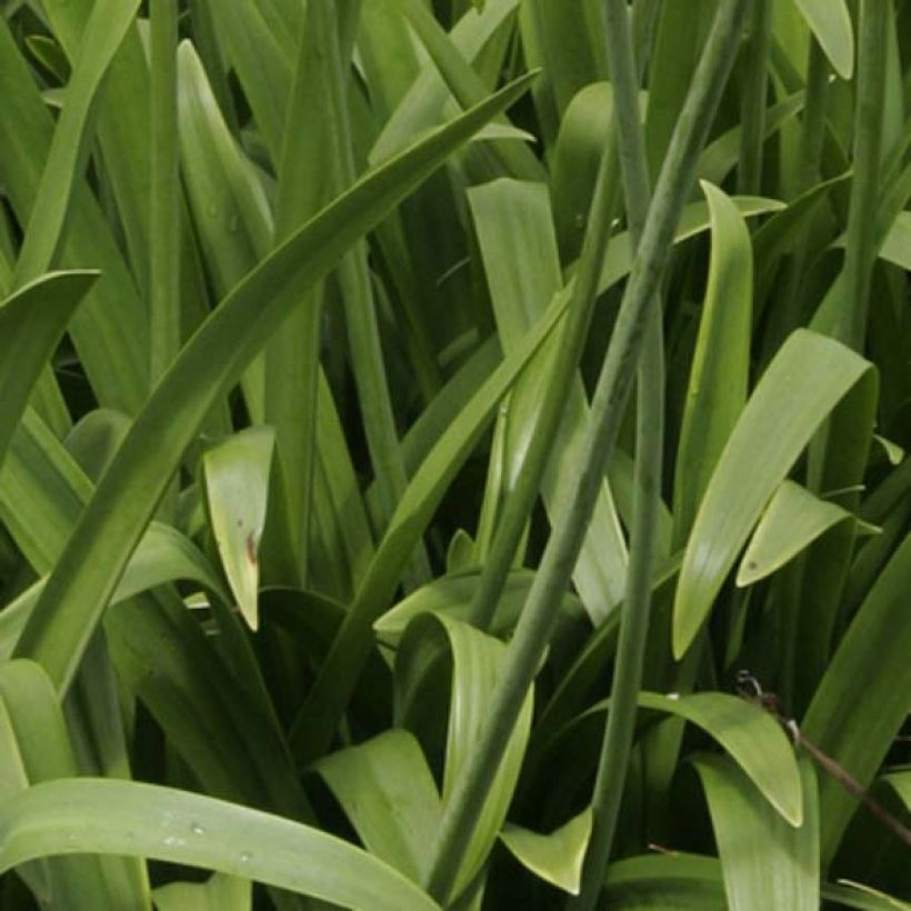 Agapanthus Windsor grey - Schmucklilie (Laub)