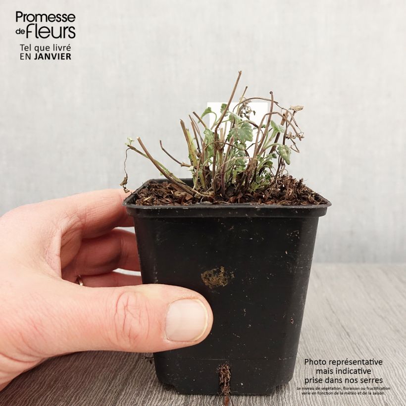 Exemplar von Agastache aurantiaca Apricot Sprite - Duftnessel Kleine Töpfe von 8/9 cm wie im Winter geliefert