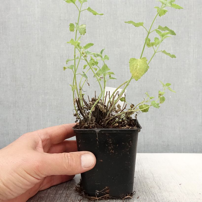Exemplar von Agastache aurantiaca Apricot Sprite - Duftnessel Kleine Töpfe von 8/9 cm wie im Frühjahr geliefert