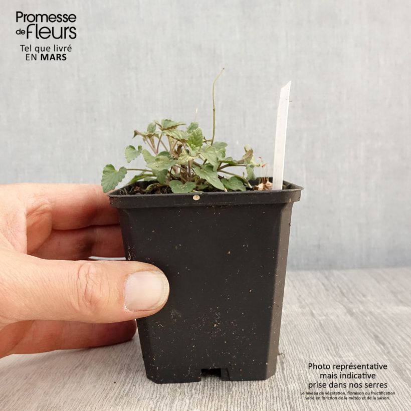 Exemplar von Agastache barberi Firebird - Duftnessel Kleine Töpfe von 8/9 cm wie im Frühjahr geliefert