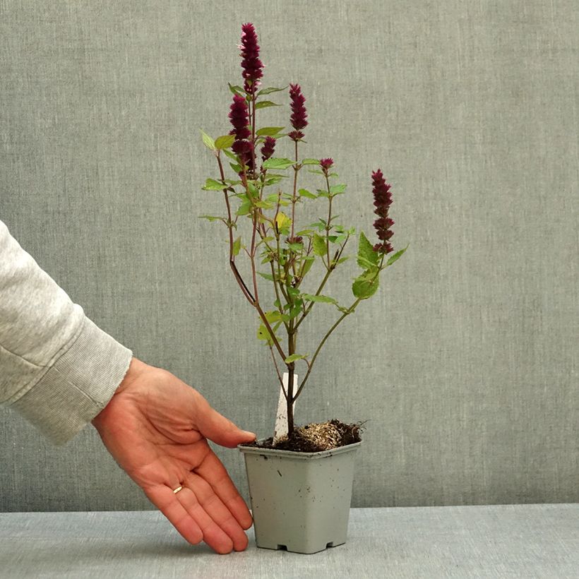 Exemplar von Agastache Beelicious Pink - Duftnessel Kleine Töpfe von 7/8 cm wie im Herbst geliefert