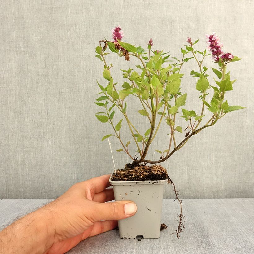 Exemplar von Agastache Beelicious Pink - Duftnessel Kleine Töpfe von 7/8 cm wie im Sommer geliefert