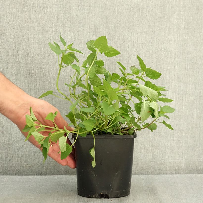 Exemplar von Agastache Beelicious Pink - Duftnessel Topf mit 2L/3L wie im Sommer geliefert