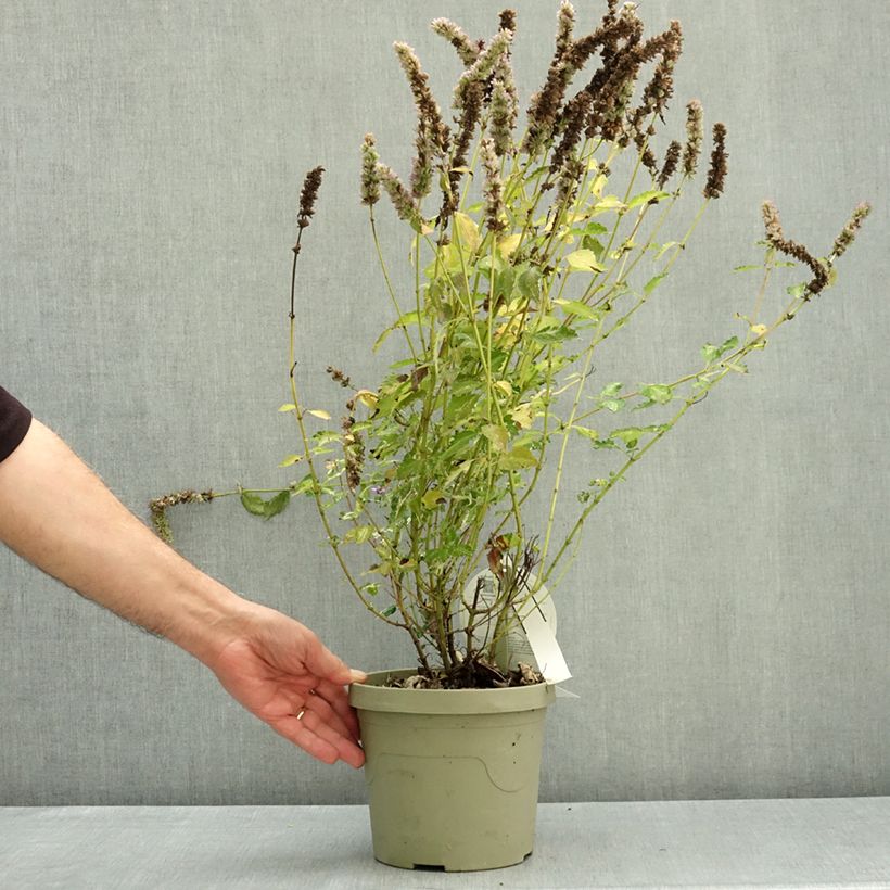 Exemplar von Agastache Beelicious Pink - Duftnessel Topf mit 3L/4L wie im Herbst geliefert