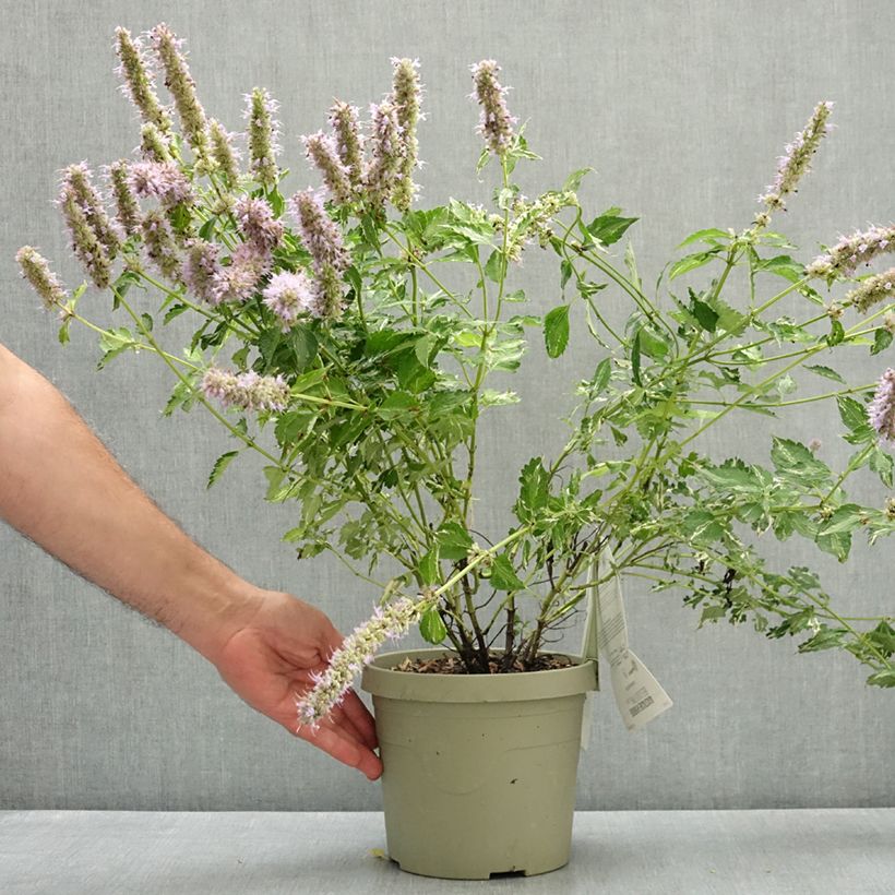 Exemplar von Agastache Beelicious Pink - Duftnessel Topf mit 3L/4L wie im Sommer geliefert