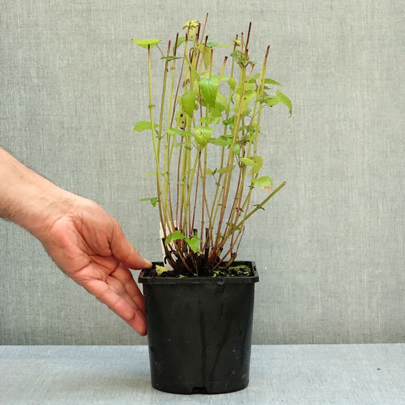 Exemplar von Agastache foeniculum Black Adder - Duftnessel Topf mit 2L/3L wie im Herbst geliefert
