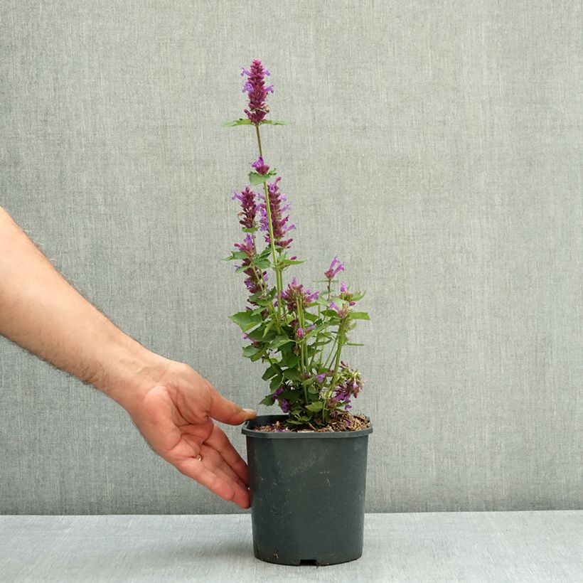 Exemplar von Agastache Blue Boa - Duftnessel Topf mit 2L/3L wie im Sommer geliefert