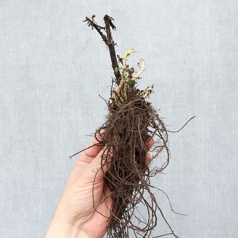 Exemplar von Agastache Blue Fortune - Duftnessel Wurzelnackt wie im Winter geliefert