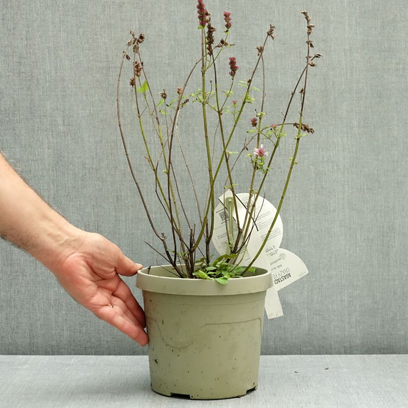 Exemplar von Agastache Crazy Fortune - Duftnessel Topf mit 3L/4L wie im Herbst geliefert
