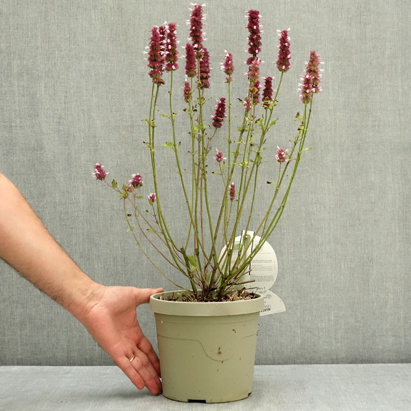 Exemplar von Agastache Crazy Fortune - Duftnessel Topf mit 3L/4L wie im Sommer geliefert