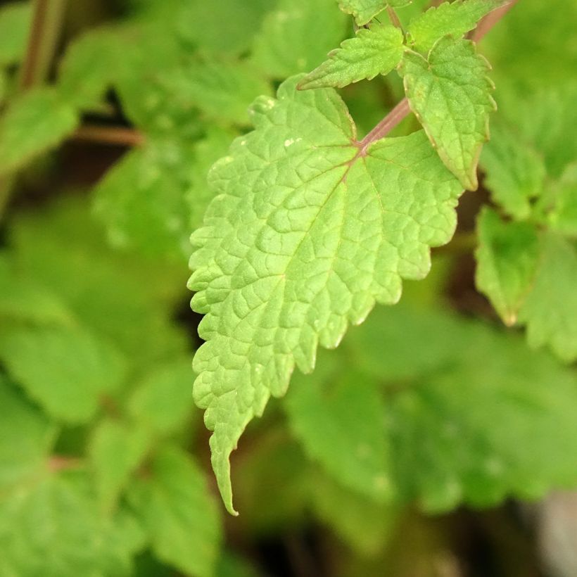 Agastache foeniculum Celestia - Duftnessel (Laub)