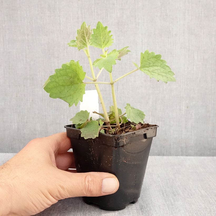 Exemplar von Agastache Globetrotter - Duftnessel Kleine Töpfe von 8/9 cm wie im Herbst geliefert