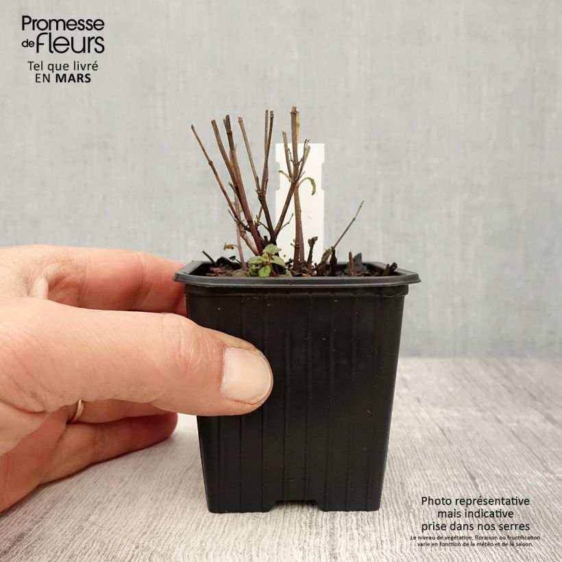 Exemplar von Agastache Kudo's Coral - Duftnessel Kleine Töpfe von 8/9 cm wie im Frühjahr geliefert