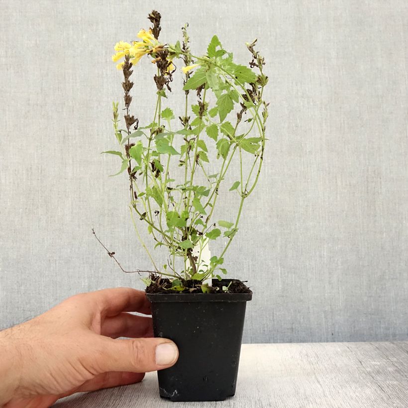 Exemplar von Agastache Kudos Gold - Duftnessel Kleine Töpfe von 8/9 cm wie im Herbst geliefert