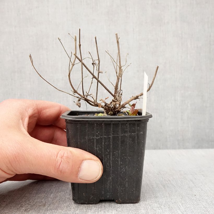 Exemplar von Agastache Kudos Mandarin - Duftnessel Kleine Töpfe von 8/9 cm wie im Frühjahr geliefert