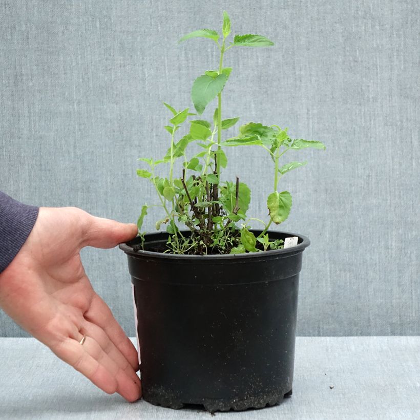Exemplar von Agastache mexicana Red Fortune - Duftnessel Topf mit 2L/3L wie im Frühjahr geliefert