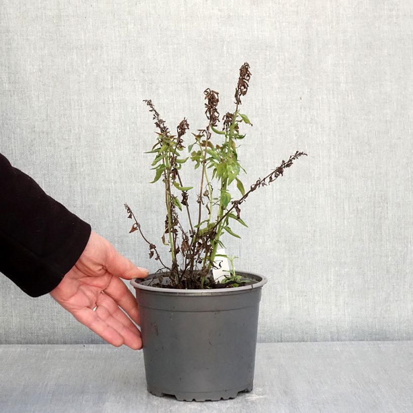 Exemplar von Agastache mexicana Red Fortune - Duftnessel Topf mit 2L/3L wie im Winter geliefert