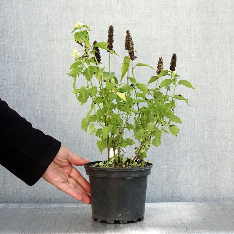 Exemplar von Agastache rugosa Alabaster - Duftnessel Topf mit 2L/3L wie im Herbst geliefert