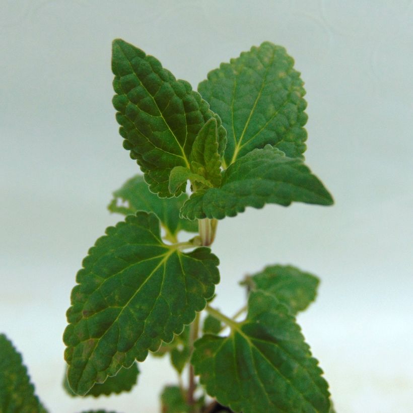 Agastache Summer Love® - Duftnessel (Laub)