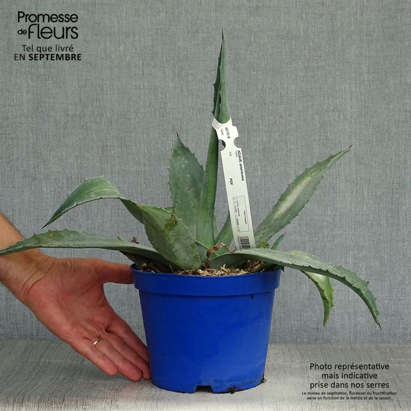Exemplar von Agave americana - Amerikanische Agave Topf mit 2L/3L wie im Herbst geliefert