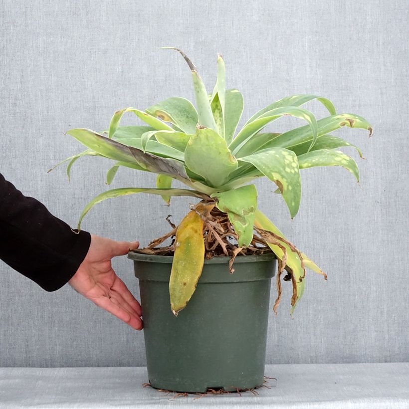 Exemplar von Agave attenuata - Drachenbaum-Agave Topf mit 7,5L/10L wie im Winter geliefert