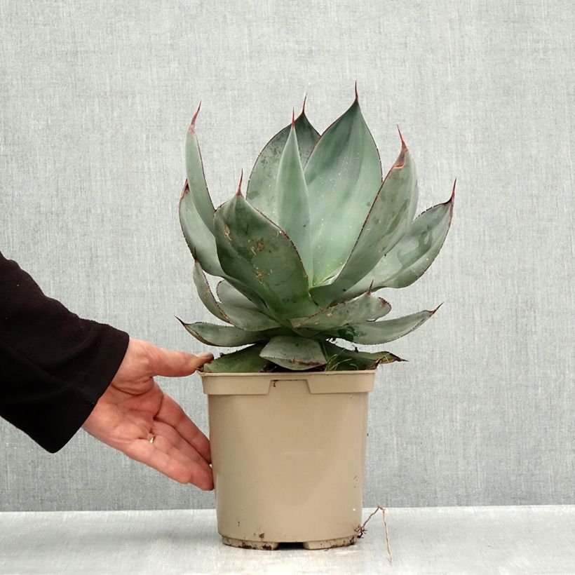 Exemplar von Agave celsii Nova Pot de 3L/4L wie im Herbst geliefert