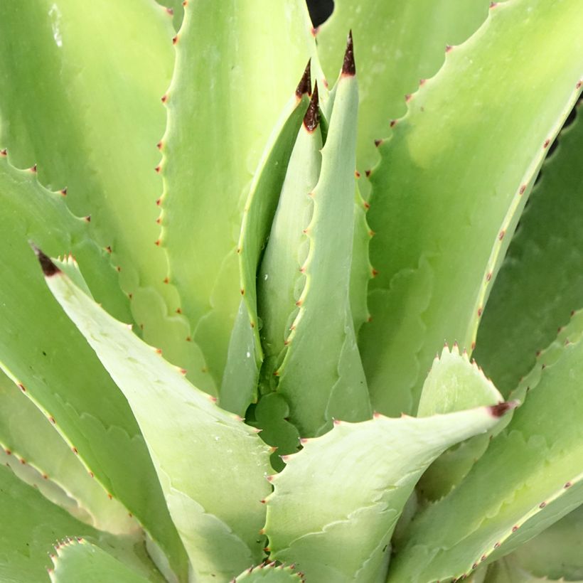 Agave desmetiana (Laub)