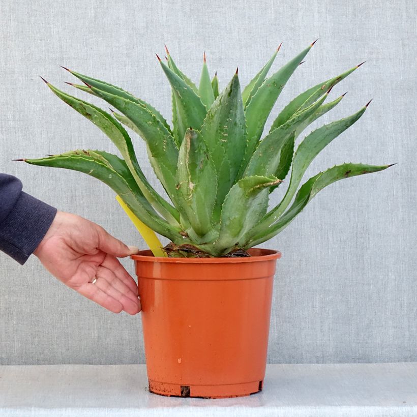 Exemplar von Agave desmetiana Topf mit 4L/5L wie im Herbst geliefert