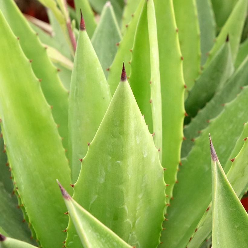 Agave fourcroydes (Laub)