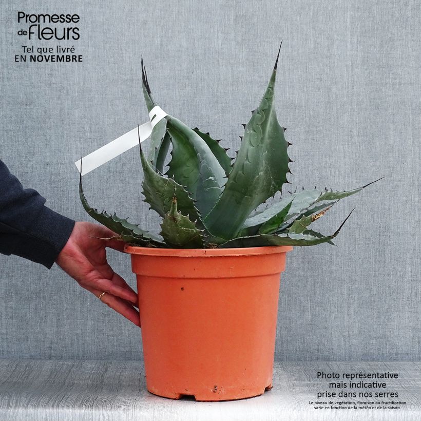 Exemplar von Agave havardiana Topf mit 7,5L/10L wie im Herbst geliefert
