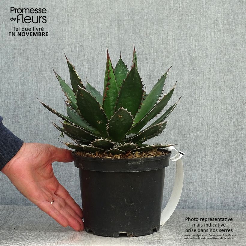 Exemplar von Agave horrida Topf mit 3L/4L wie im Herbst geliefert