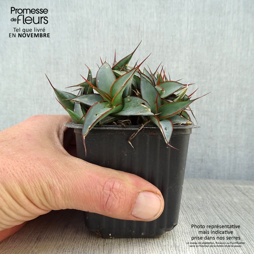 Exemplar von Agave impressa Impressive Kleine Töpfe von 8/9 cm wie im Herbst geliefert