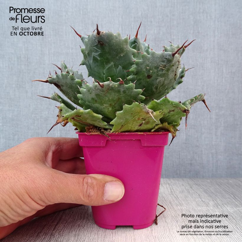 Exemplar von Agave isthmensis Topf 10 cm/11cm wie im Herbst geliefert