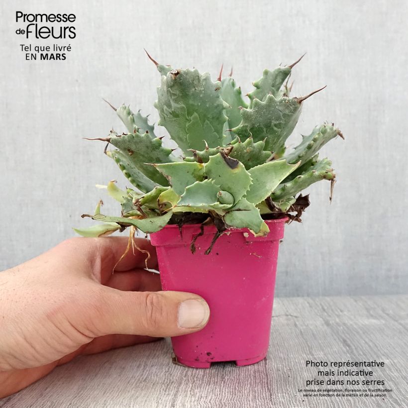 Exemplar von Agave isthmensis Topf 10 cm/11cm wie im Frühjahr geliefert