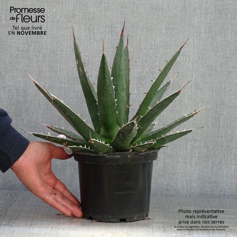 Exemplar von Agave kerchovei Topf mit 3L/4L wie im Herbst geliefert