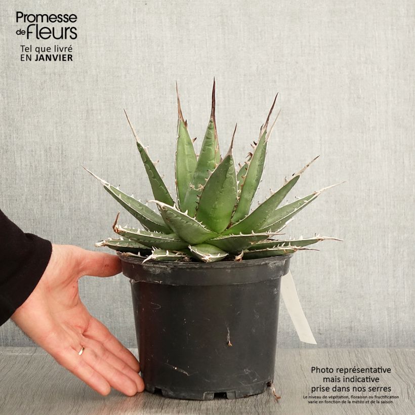 Exemplar von Agave kerchovei Topf mit 3L/4L wie im Winter geliefert