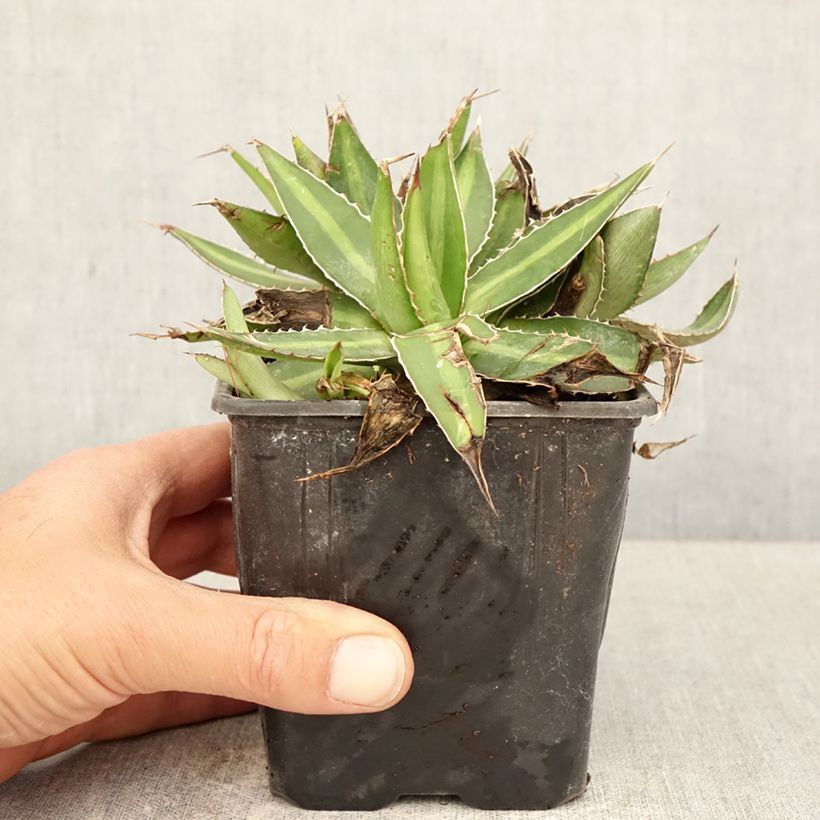 Exemplar von Agave lophantha Topf 12 cm / 13 cm wie im Frühjahr geliefert