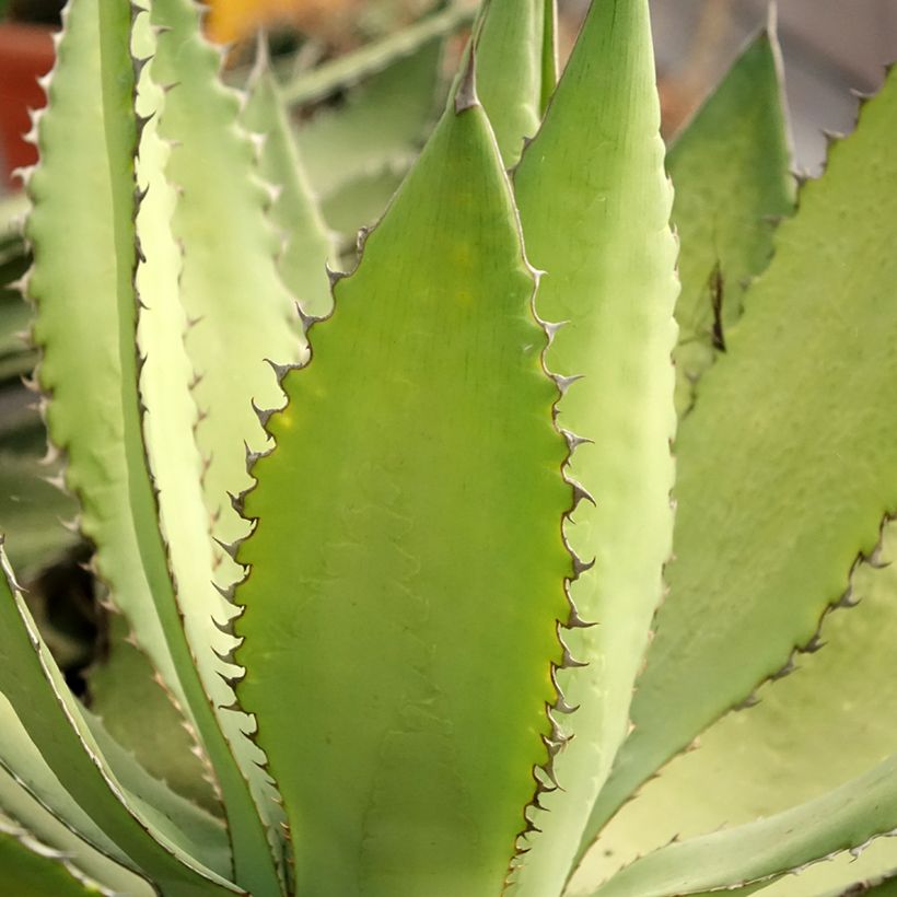 Agave lophantha Ensifera (Laub)