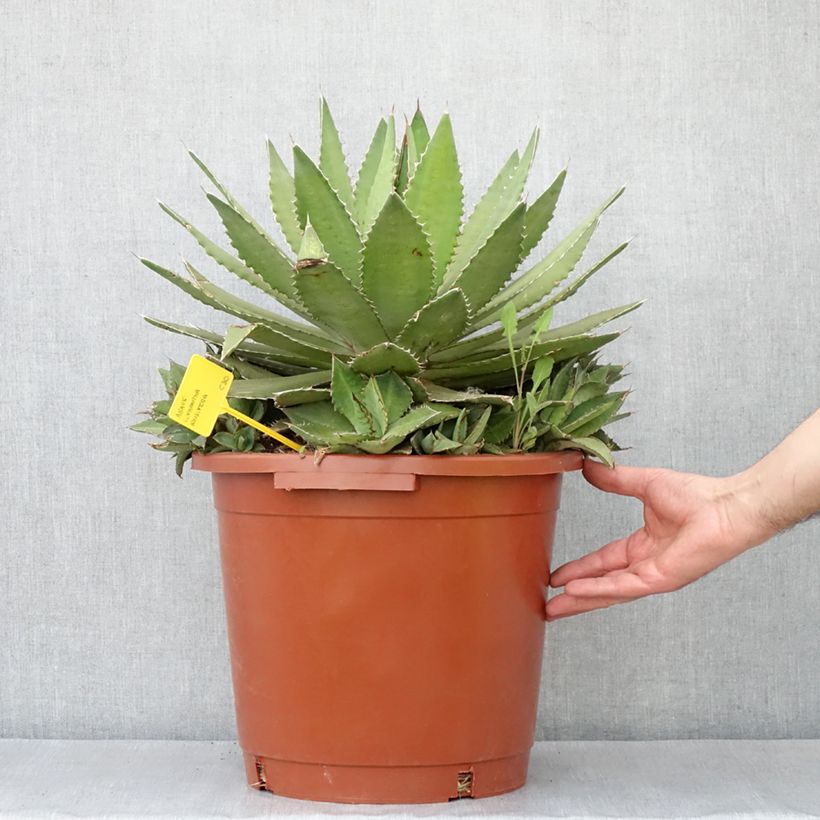 Exemplar von Agave lophantha Ensifera Topf mit 12L/15L wie im Herbst geliefert