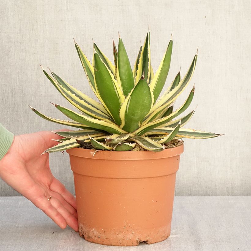 Exemplar von Agave lophantha Quadricolor Topf mit 3L/4L wie im Winter geliefert